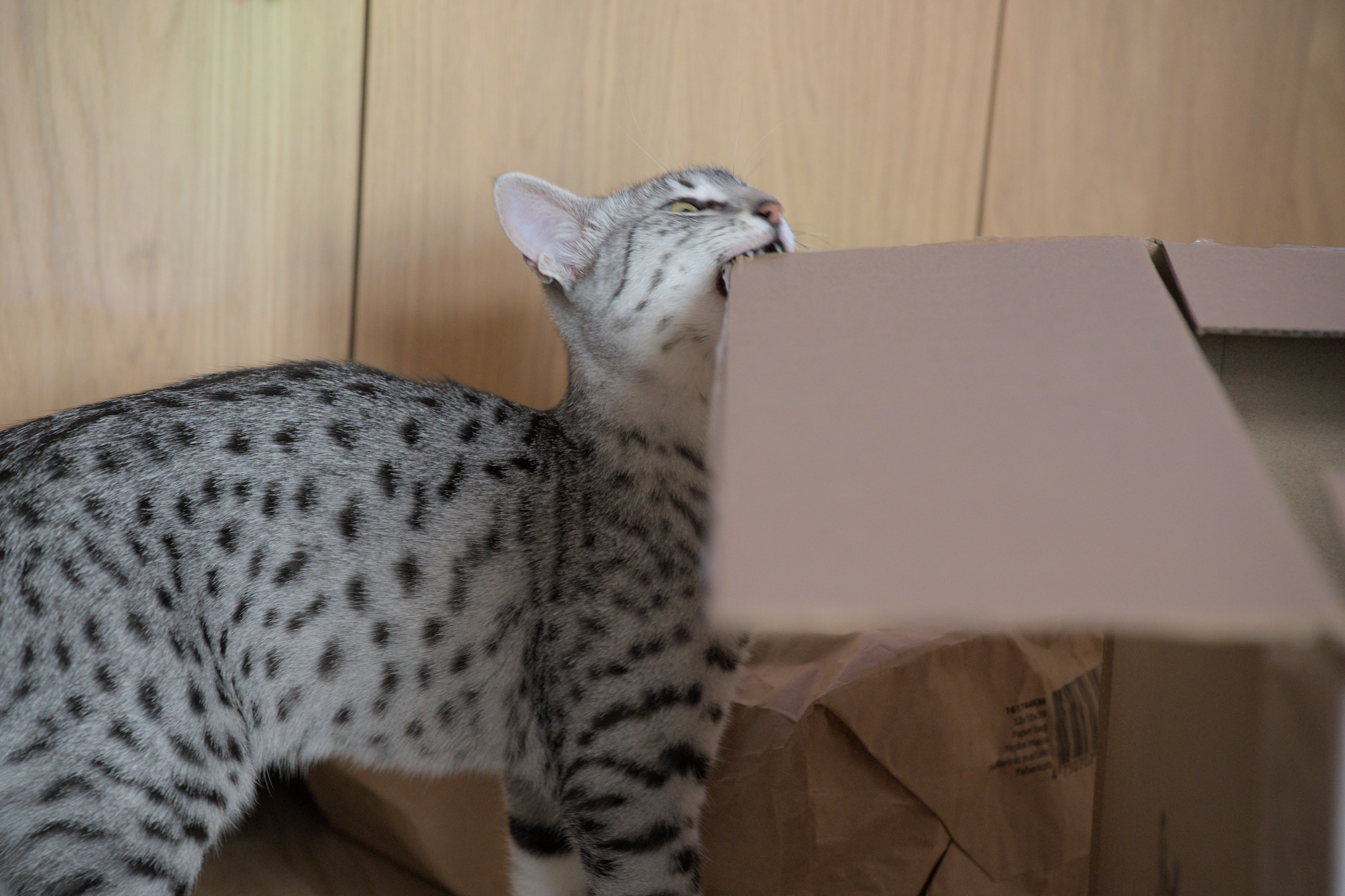 2025/10/12 - cats/DSC_0084.jpg